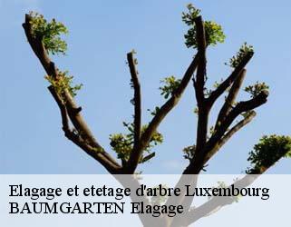 Elagage et etetage d'arbre LU Luxembourg  BAUMGARTEN Elagage