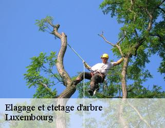 Elagage et etetage d'arbre Luxembourg 
