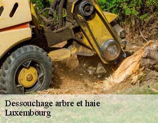 Dessouchage arbre et haie Luxembourg