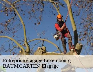 Entreprise élagage LU Luxembourg  BAUMGARTEN Elagage