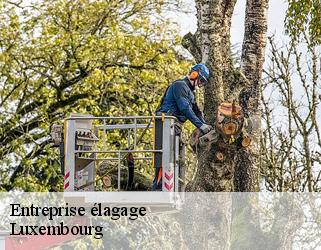 Entreprise élagage Luxembourg 