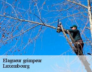Elagueur grimpeur Luxembourg 