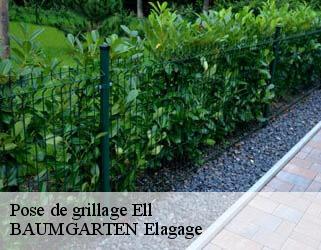 Pose de grillage  ell- BAUMGARTEN Elagage