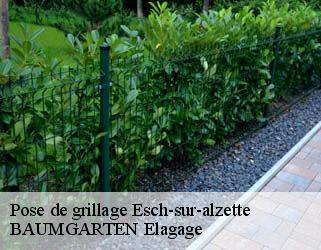 Pose de grillage  esch-sur-alzette- BAUMGARTEN Elagage