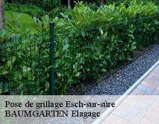 Pose de grillage  esch-sur-sure- BAUMGARTEN Elagage