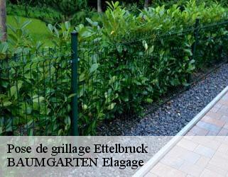 Pose de grillage  ettelbruck- BAUMGARTEN Elagage