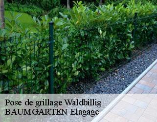 Pose de grillage  waldbillig- BAUMGARTEN Elagage