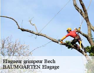 Elagueur grimpeur  bech- BAUMGARTEN Elagage