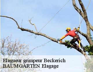 Elagueur grimpeur  beckerich- BAUMGARTEN Elagage