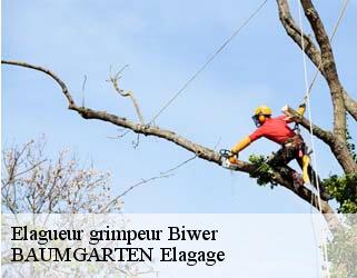 Elagueur grimpeur  biwer- BAUMGARTEN Elagage