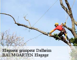 Elagueur grimpeur  dalheim- BAUMGARTEN Elagage