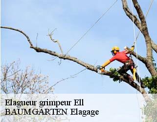 Elagueur grimpeur  ell- BAUMGARTEN Elagage