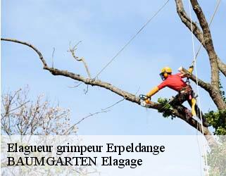 Elagueur grimpeur  erpeldange- BAUMGARTEN Elagage