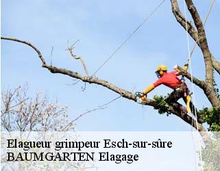 Elagueur grimpeur  esch-sur-sure- BAUMGARTEN Elagage