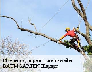 Elagueur grimpeur  lorentzweiler- BAUMGARTEN Elagage