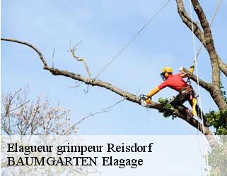 Elagueur grimpeur  reisdorf- BAUMGARTEN Elagage