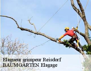 Elagueur grimpeur reisdorf- BAUMGARTEN Elagage