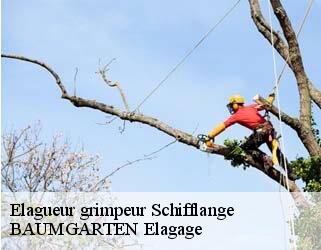 Elagueur grimpeur schifflange- BAUMGARTEN Elagage