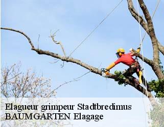 Elagueur grimpeur  stadtbredimus- BAUMGARTEN Elagage