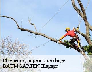 Elagueur grimpeur  useldange- BAUMGARTEN Elagage