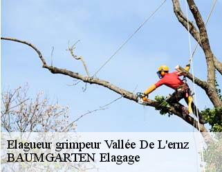 Elagueur grimpeur  vallee-de-l-ernz- BAUMGARTEN Elagage