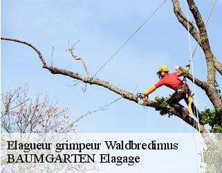 Elagueur grimpeur  waldbredimus- BAUMGARTEN Elagage