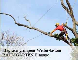 Elagueur grimpeur  weiler-la-tour- BAUMGARTEN Elagage