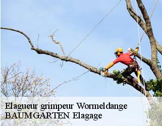 Elagueur grimpeur  wormeldange- BAUMGARTEN Elagage