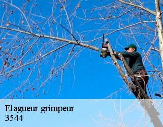 Elagueur grimpeur  3544