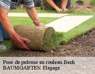 Pose de pelouse en rouleau  bech- BAUMGARTEN Elagage