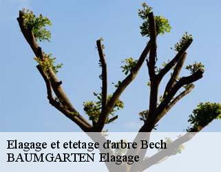 Elagage et etetage d'arbre  bech- BAUMGARTEN Elagage