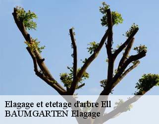 Elagage et etetage d'arbre  ell- BAUMGARTEN Elagage