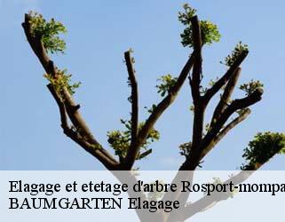 Elagage et etetage d'arbre  rosport-mompach- BAUMGARTEN Elagage