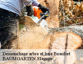 Dessouchage arbre et haie  beaufort- BAUMGARTEN Elagage