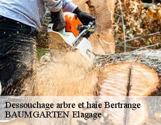 Dessouchage arbre et haie  bertrange- BAUMGARTEN Elagage