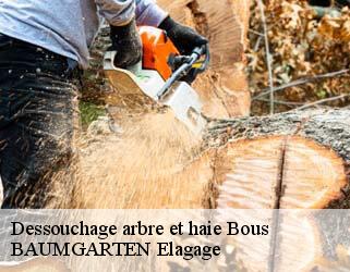 Dessouchage arbre et haie bous- BAUMGARTEN Elagage