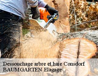 Dessouchage arbre et haie  consdorf- BAUMGARTEN Elagage