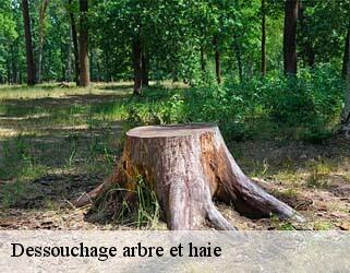 Dessouchage arbre et haie