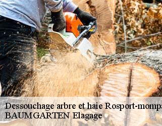 Dessouchage arbre et haie rosport-mompach- BAUMGARTEN Elagage