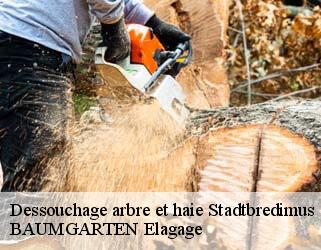 Dessouchage arbre et haie  stadtbredimus- BAUMGARTEN Elagage