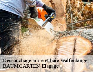 Dessouchage arbre et haie  walferdange- BAUMGARTEN Elagage