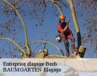 Entreprise élagage  bech- BAUMGARTEN Elagage