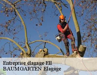 Entreprise élagage  ell- BAUMGARTEN Elagage