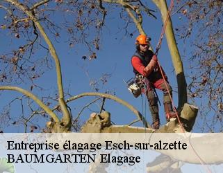 Entreprise élagage  esch-sur-alzette- BAUMGARTEN Elagage