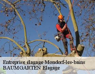 Entreprise élagage  mondorf-les-bains- BAUMGARTEN Elagage