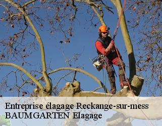 Entreprise élagage  reckange-sur-mess- BAUMGARTEN Elagage