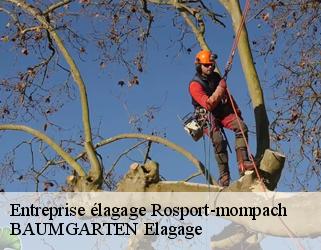 Entreprise élagage  rosport-mompach- BAUMGARTEN Elagage