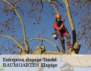 Entreprise élagage  tandel- BAUMGARTEN Elagage