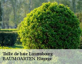 Taille de haie LU Luxembourg  BAUMGARTEN Elagage