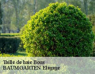 Taille de haie  bous- BAUMGARTEN Elagage